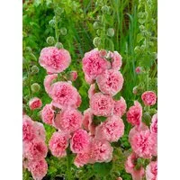 Pflanzen für Dich Staude Alcea rosea Pleniflora Chaters, 1 St., Stockrose, Stockmalve