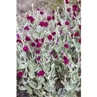 Pflanzen für Dich Staude Lychnis coronaria, 1 St., Kronen-Lichtnelke, Samtnelke, Filznelke