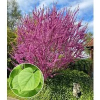 BALDUR Garten Zierstrauch Cercis 'Avondale', Judasbaum, 1 St., Herzblattbaum, bienenfreundlich, pflegeleicht
