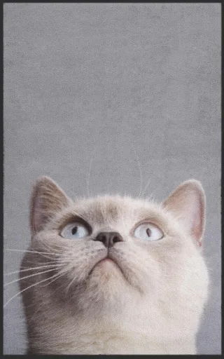 Fussmatte 7353 | Größe: 60 cm x 90 cm