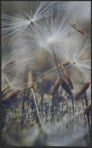 Fussmatte 7233 | Größe: 60 cm x 90 cm