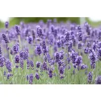 Pflanzen für Dich Staude Lavandula ang. Hidcote Blue, 1 St., Lavendel, Echter Lavendel, Schmalblättriger Lavendel