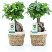 meinvipshop Zimmerpflanze Ficus Ginseng 2er mit Übertopf