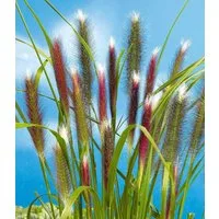 BALDUR Garten Gräser Lampenputzergras 'Red Head', 3 St., Federborstengras, winterhart, mehrjährig, pflegeleicht