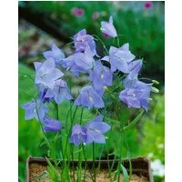 Pflanzen für Dich Staude Campanula rot. Olympica, 1 St., Rundblättrige Glockenblume, Alpen-Glockenblume