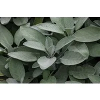 Pflanzen für Dich Staude Salvia off. Würzburg, 1 St., Echter Salbei, Küchensalbei, Gartensalbei