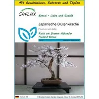 SAFLAX Blumensamen SAFLAX - Anzuchtset - Japanische Blütenkirsche