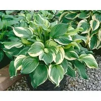 Pflanzen für Dich Staude Hosta fortunei Aureomarginata, 1 St., Funkie, Goldrand-Funkie