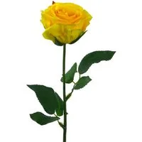 Kunstblume Künstliche Rose Wasserstiel, ca 47cm. Kunstblume Dekoblume, Gasper, Höhe 47.00 cm