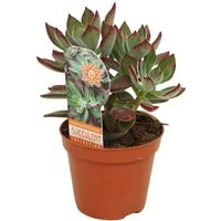 meinvipshop Zimmerpflanze Sukulente Echeveria Devotion 14cm