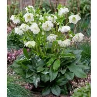 BALDUR Garten Rose Gefüllte Christrose 'ViV® Amalia', 1 St., Reichblühend, immergrün, reichblühend, lange Blütezeit