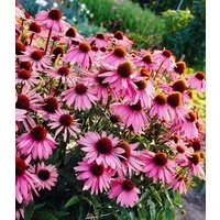 BALDUR Garten Staude Echinacea purpurea, 6 St., Medizinpflanze, lange Blütezeit, bienenfreundlich, winterhart