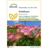 SAFLAX Blumensamen SAFLAX - - Schlafbaum