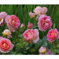 Dehner Rose Edelrose Dornburger Schlossrose, Rosa-hybride, großblütige duftende rosa-gelbe Blüten, Züchter Tantau