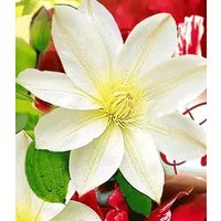 BALDUR Garten Zierstrauch Clematis 'Madame Le Coultre', 1 St., Duftclematis, weiße Blüten, winterhart