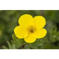Pflanzen für Dich Bodendecker Potentilla 'gelb', 1 St., Fingerstrauch, Fünffingerstrauch, gelbblühend, kompaktwuchs