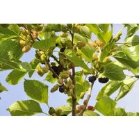 Pflanzen für Dich Gehölze Morus nigra, 1 St., Schwarze Maulbeere, Maulbeerbaum