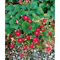Pflanzen für Dich Obstpflanze Fragaria anan. Lipstick, 1 St., Erdbeere, Garten-Erdbeere, rote Blüten, essbare Früchte