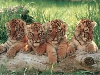 Ravensburger Puzzle 19219 - Wild Cats [1.000 Teile]