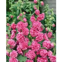 Pflanzen für Dich Staude Alcea rosea Pleniflora Chaters, 1 St., Stockrose, Stockmalve