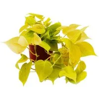 Exotenherz Zimmerpflanze Philodendron scandens Lime Gelbgrüner Kletternder Baumfreund 12cm Topf