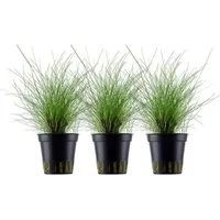 Aquaone Wasserpflanze Aquarium Pflanze 3 Stück Eleocharis parvula Nr.332C Set