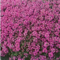 Pflanzen für Dich Staude Thymus praec. Red Carpet, 1 St., Kriechender Thymian, Teppich-Thymian