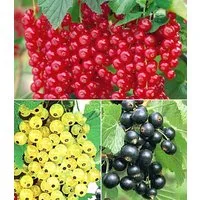 BALDUR Garten Obstpflanze Johannisbeer-Kollektion, 3 St., Selbstbefruchtend,winterhart, mehrjährig, pflegeleicht