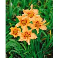 Pflanzen für Dich Staude Hemerocallis cult. Lynn Hall, 1 St., Taglilie