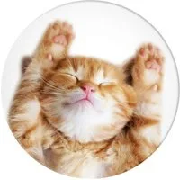 Popsockets Popsockets PopGrip Basic - Snoozy Cat