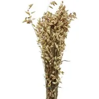 Trockenblume Zittergras Trockenblumen Naturdeko 60cm Grün 100g, Florists Products, Höhe 60 cm