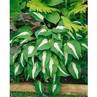 Pflanzen für Dich Staude Hosta cult. Night before Christmas, 1 St., Funkie