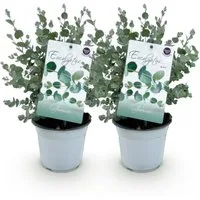 Exotenherz Kübelpflanzen Eukalyptus Eucalyptus gunni 2er Set winterhart 14cm Topf Höhe 30cm