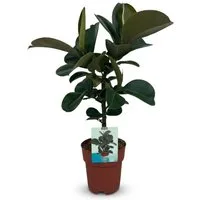 Florora Zimmerpflanze Ficus Elastica - 65 cm – Topf 19 cm