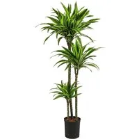 Dehner Zimmerpflanze Drachenbaum, Dracaena Lemon Lime, in Hydrokultur, luftreinigend, dreifarbig mit limettengrünen Streifen