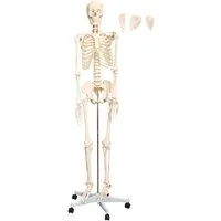 MedMod Dekoobjekt Anatomie Modell Skelett lebensgroß Menschliches 175 cm mit Ständer