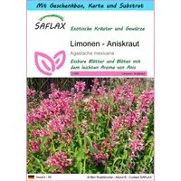 SAFLAX Kräutersamen SAFLAX - Geschenkset - Limonen - Aniskraut