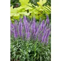 Pflanzen für Dich Staude Veronica spic. Blauteppich, 1 St., Ähriger Ehrenpreis, Blauteppich-Ehrenpreis