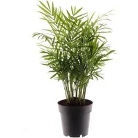 meinvipshop Zimmerpflanze Bergpalme 45cm Zimmerpflanze Palme