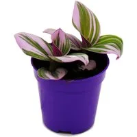 Exotenherz Zimmerpflanze Mini-Pflanze Dreimasterblume Tradescantia Nanouk pflegeleichte 5,5cm