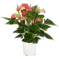 Dehner Zimmerpflanze Flamingoblume, Anthurium andreanum Livium, versch. Größen, Blüten im rot-weiß-grünen Farbspiel