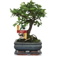 Exotenherz Zimmerpflanze Bonsai Chinesische Ulme - Ulmus parviflora - ca. 6 Jahre - Kugelform