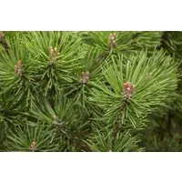 Pflanzen für Dich Konifere Pinus mugo Mops, 1 St., Berg-Kiefer, Latschenkiefer, Krummholz-Kiefer, kompakt, immergrün