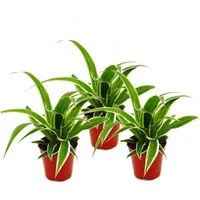 Exotenherz Zimmerpflanze Chlorophytum Mini, 3er Set, Grünlilie