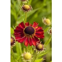 Pflanzen für Dich Staude Helenium cult. Rubinzwerg, 1 St., Sonnenbraut, Garten-Sonnenbraut