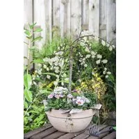 Pflanzen für Dich Gehölze Salix caprea Pendula, 1 St., Hängende Kätzchenweide, Hängeweide, Kätzchenweide