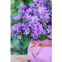 Pflanzen für Dich Staude Campanula posch. Blauranke, 1 St., Hängepolsterglockenblume, Blauranke