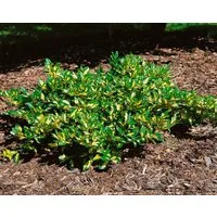 Pflanzen für Dich Bodendecker Euonymus fortunei Sunspot, 1 St., Kriechspindel, Spindelstrauch, gelbgrün, bodendecker