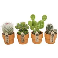 meinvipshop Kaktus Kakteen 4er Set mit Übertopf