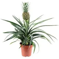 Flowerbox Zimmerpflanze Ananas (mit Frucht) - Ananas Corona, - Höhe ca. 45 cm, Topf-Ø 12 cm